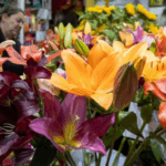 Mogi Basquete Lança Regata Comemorativa do Outubro Rosa em Apoio à Prevenção do Câncer de Mama