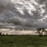 Festcão 2025 anima Mogi com 7 mil pessoas, desfile de adoção e Cãocurso de fantasias