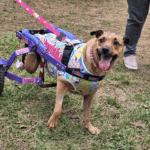 Forças de Segurança de Suzano Prendem Dois e Apreendem 7,6 Kg de Drogas em Megaoperação