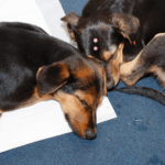 Itaquá Celebra a Consciência Negra com Ampla Programação de Cultura e Formação