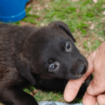 Itaquá Sedia a Maior Final Estadual de Vôlei Adaptado com 3,5 Mil Atletas