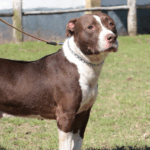 Campanha “Fique Sabendo!” Reforça Ações de Prevenção e Testagem de HIV e Sífilis em Suzano