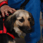 Polo de Empregabilidade em Suzano Conecta Pessoas com Deficiência e Empresas