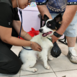 Suzano Inaugura Centro de Especialidades Odontológicas com Acessibilidade e Tecnologia