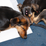 Suzano recebe prêmio estadual por alta taxa de cura da tuberculose