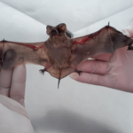 Mogi terá Feira Noturna extra e horários especiais nos Mercados para o Natal