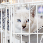 Pesquisa estadual define o futuro do turismo e pode garantir mais recursos para a cidade