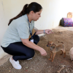 Operação ‘Natal Seguro’ termina em Suzano com centenas de abordagens e apreensão de drogas