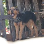 Ingressos gratuitos para o clássico decisivo da Copinha já estão disponíveis