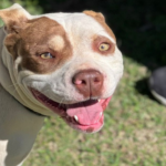 Mogi das Cruzes planeja investimentos de R$ 1,5 milhão para fortalecer produção de leite e cogumelos