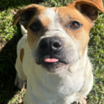 Parque Centenário Celebra Tradição Japonesa e Solidariedade com Shinenkai e Pesca Especial