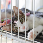 GCM de Suzano Prende Suspeito com Centenas de Porções de Drogas no Alterópolis