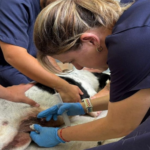 Mara Bertaiolli solicita apoio do Governo Federal para destravar urbanização e moradias populares