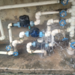 Neste sábado (7), filhotes resgatados buscam um novo lar no Calçadão da XV de Novembro