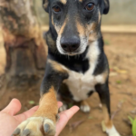 Mogi prorroga prazo do Acordo Mogiano para renegociação de impostos