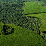 Operação “Apertem os Cintos” prende piloto e familiares por exploração sexual infantil em Guararema e SP