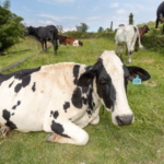 Força-tarefa interdita adega e bar em Suzano durante “Operação Cidade e Ordem”
