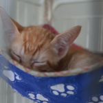 Segurança de Suzano Reforça Operações Contra Perturbação do Sossego em Palmeiras