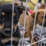 Mogi Abre Inscrições para Aulas no Parque da Cidade e Ginásio Tuta