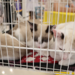 Segundo suspeito de homicídio em Cezar de Souza é preso pela GCM