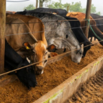 Prefeita Mara Bertaiolli empossa novos conselheiros do Agro