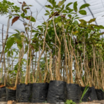 Mogi promove Fórum de Jovens Mulheres com líderes da gestão e iniciativa privada