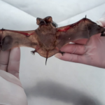 Prefeitura de Suzano anuncia pavimentação das ruas Euclides Damiani e Carlos Molteni