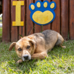 Semae realiza limpeza de reservatório no Parque Itapeti nesta quinta-feira