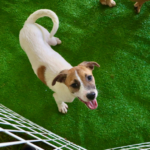 Prefeita Mara Bertaiolli lança programa para 4 mil idosos em Mogi das Cruzes