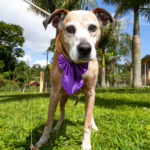 Mogi das Cruzes promove Clínica Gratuita de Lutas e Artes Marciais para Mulheres neste domingo