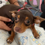 Suzano celebra 77 anos com festa no Parque Max Feffer e garante serviços essenciais no feriado