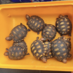 Suzano inaugura prolongamento da Avenida Roberto Simonsen nesta quinta-feira