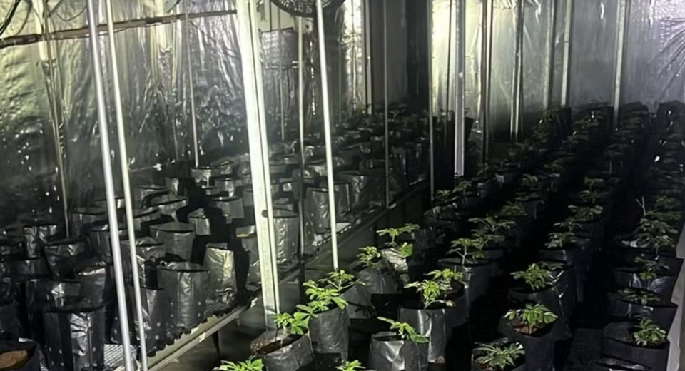 Polícia apreende cerca de 200 pés de maconha em galpão na Grande SP