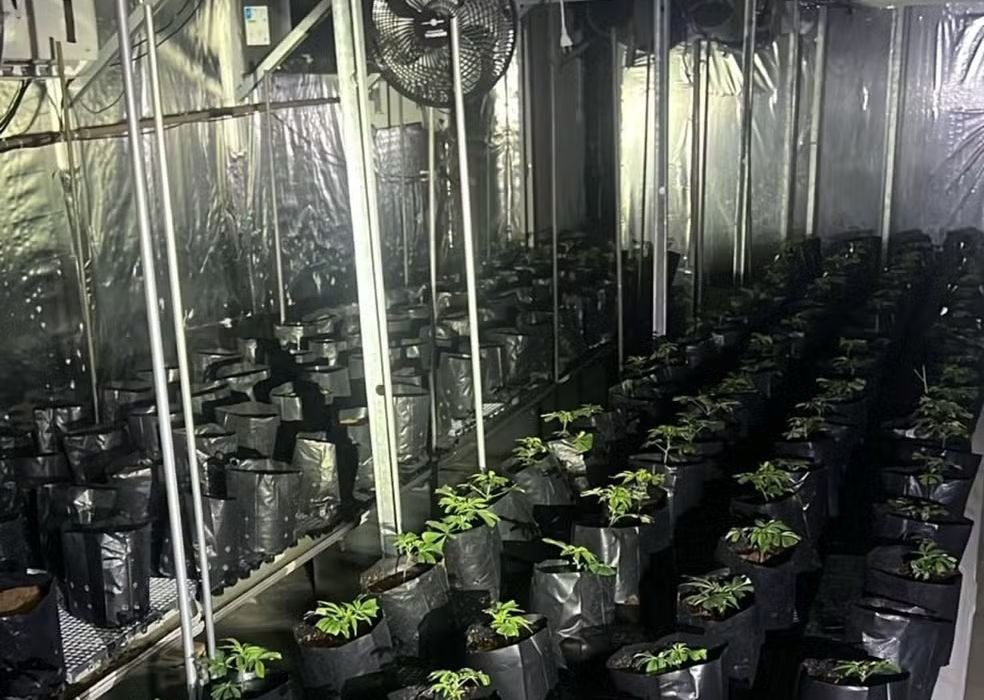 Polícia apreende cerca de 200 pés de maconha em galpão na Grande SP