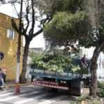 Suzano Impulsiona Sustentabilidade: Meio Ambiente Celebra Semestre de Sucesso em Bem-Estar Animal e Arborização Urbana