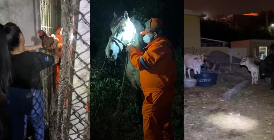 Animais foram resgatados pela ONG Caramelo em Itaquaquecetuba — Foto: Divulgação/ONG Caramelo
